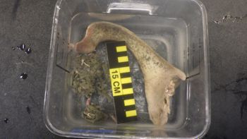 Media type: image;   Invertebrate Zoology 153118 Description: live specimen;